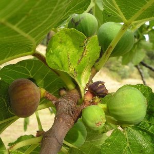 Figovník (Ficus carica) ´BROWN TURKEY´ - výška 150-170 cm, kont. C9L - NA KMIENKU (-20°C)
